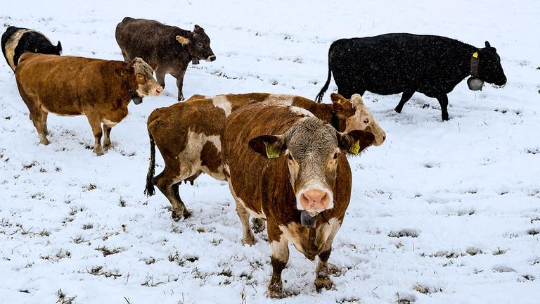 Archiv: Kühe suchen auf einem frisch verschneiten Feld nach Gras