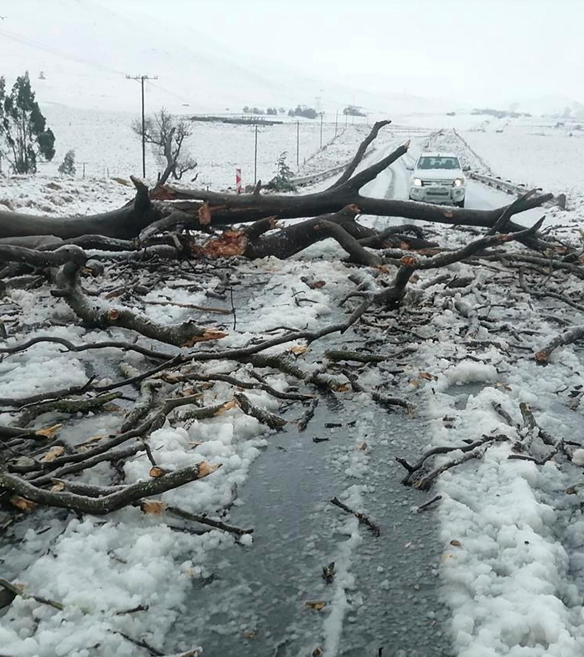 Johannesburg: Ein umgestürzter Baum liegt aufder schneebededeckten Straße N2 in Richtung Nolangeni.