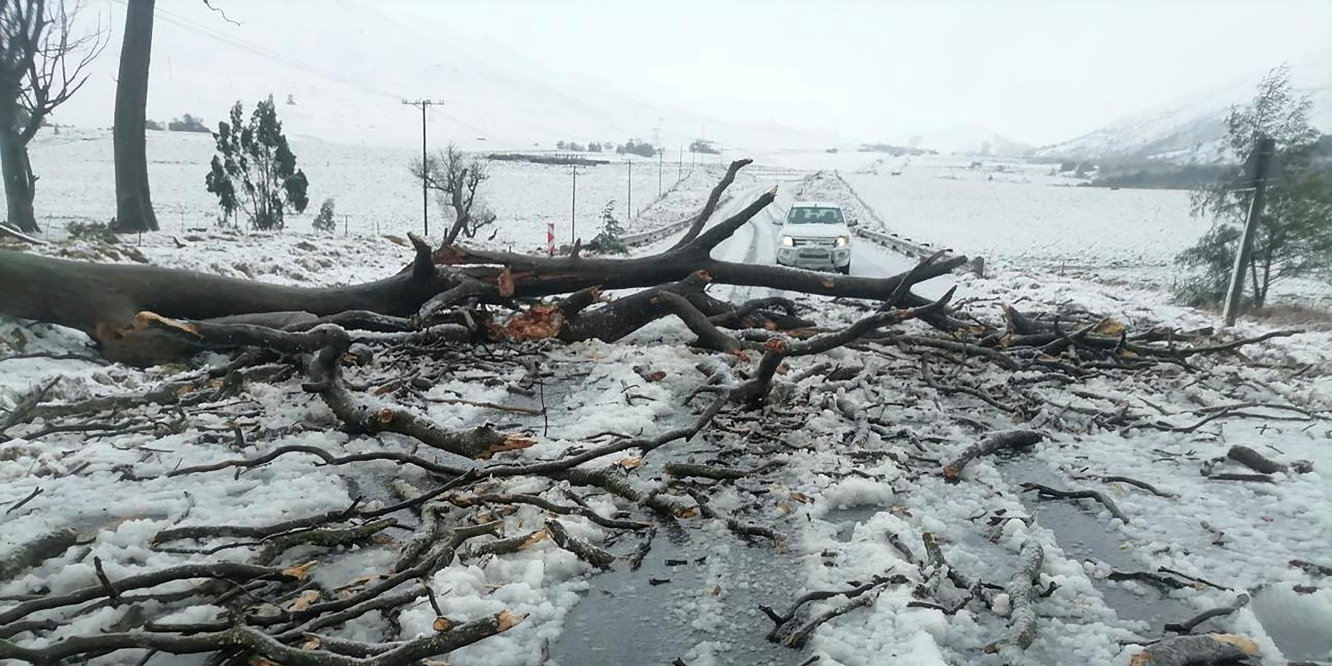 Johannesburg: Ein umgestürzter Baum liegt aufder schneebededeckten Straße N2 in Richtung Nolangeni.