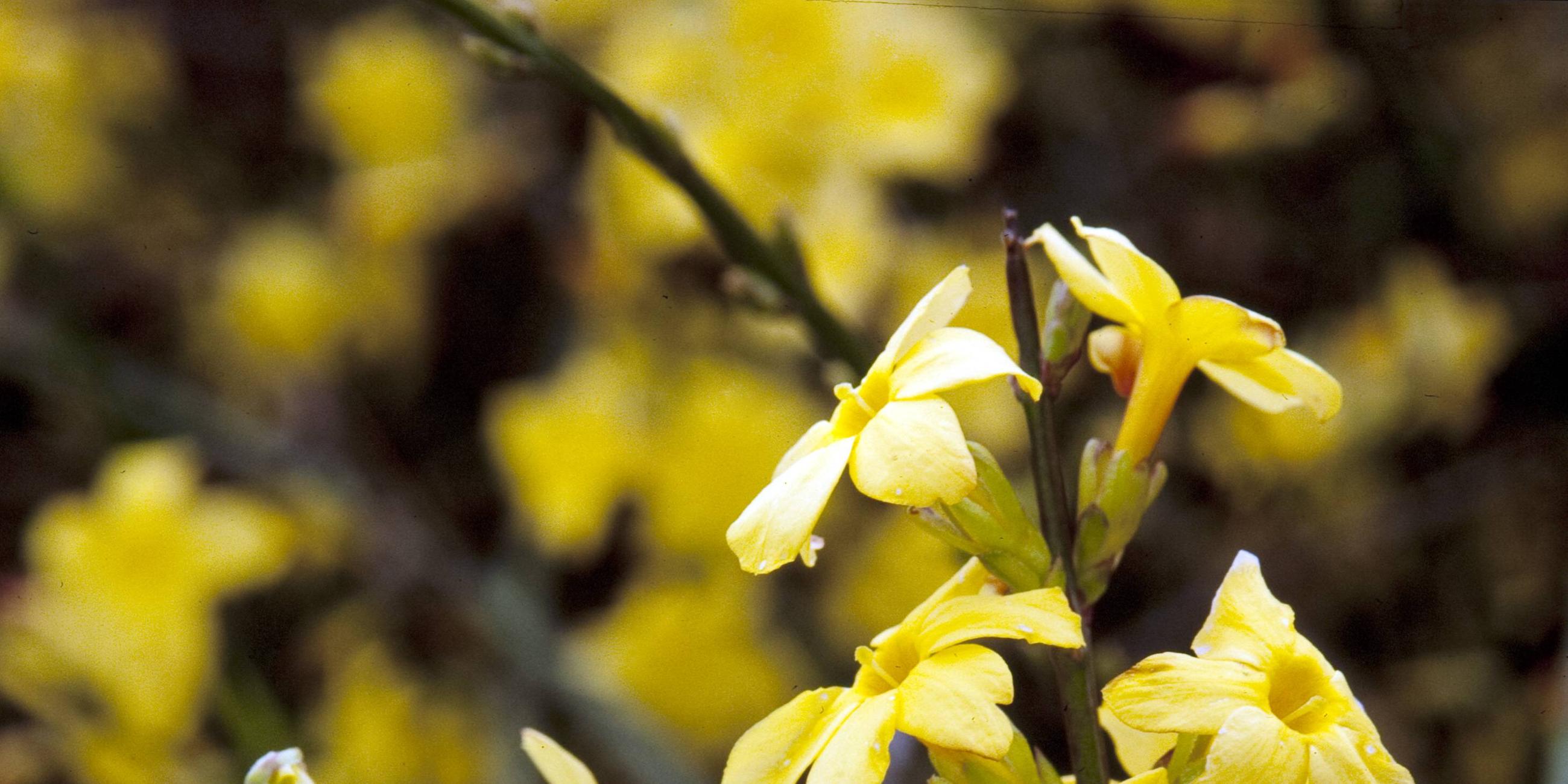 Winterjasmin