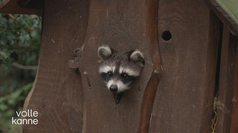 Winterschlaf im Wildpark