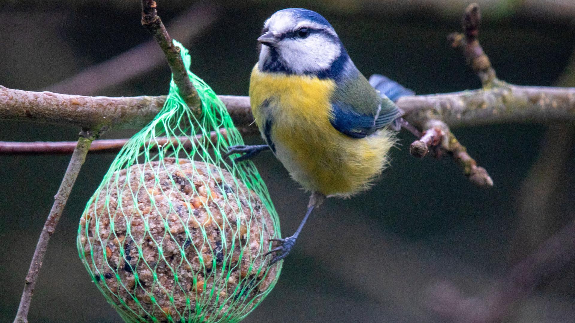 Eine Blaumeise hängt an einem Meisenknödel, der als winterliche Futterstelle an einem Baum aufgehängt ist, aufgenommen am 04.01.2022 in Dümmer (Mecklenburg-Vorpommern)