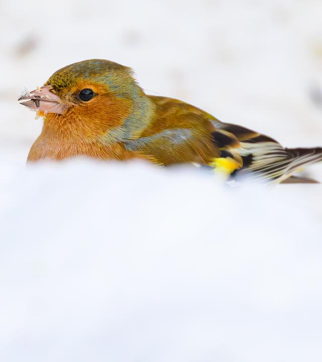 Brandenburg, Sieversdorf: Ein Buchfink (Fringilla coelebs) sitzt im Schnee.