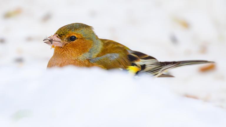 Brandenburg, Sieversdorf: Ein Buchfink (Fringilla coelebs) sitzt im Schnee.