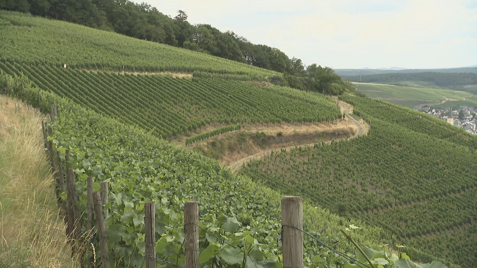 Weinberg im Ahrtal