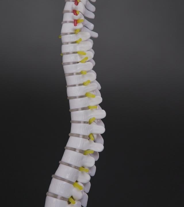 Funktion der Wirbelsäule: So bleibt der Rücken gesund