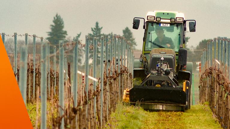 Ein Traktor fährt durch einen Weinberg in Rheinland-Pfalz und bearbeitet den Boden zwischen zwei Reihen von Rebstöcken. Die Pflanzen sind noch kahl und an Drahtgestellen befestigt. Im Führerhaus sitzt eine Person am Steuer, während im Hintergrund Bäume und ein grauer Himmel zu sehen sind. Die Szene steht für den Weinbau als bedeutenden Wirtschaftszweig der Region.