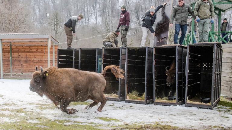 Sechs offene Transportboxen für Wisente stehen im Shahdag Nationalpark nebeneinander. In einer der Boxen steht ein Wisent, ein anderes hat seine Box bereits verlassen. Auf den Boxen stehen mehrere Personen.