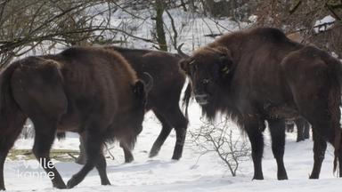 Wisente in Schneelandschaft