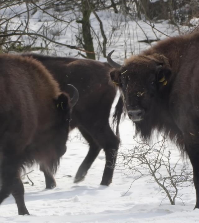 Wisente in Schneelandschaft