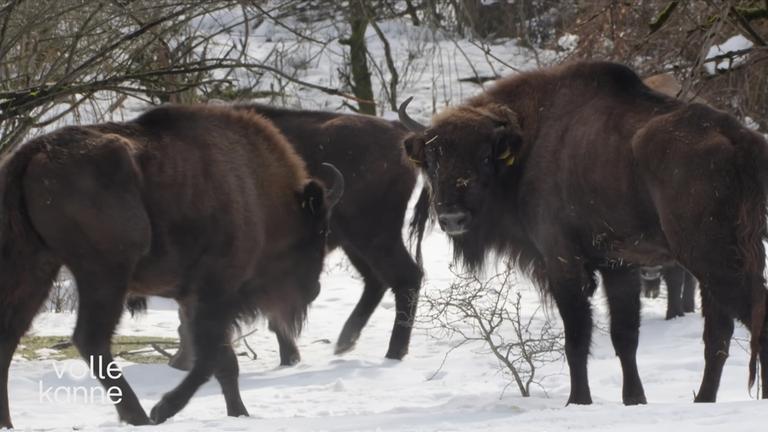 Wisente in Schneelandschaft