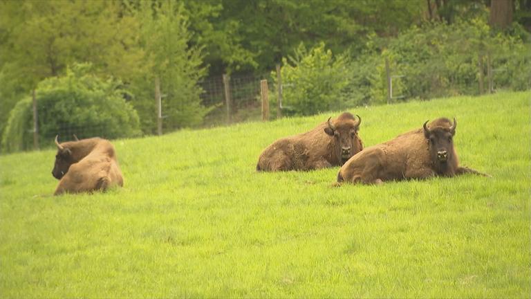 Drei Wisente liegen auf der Weide.
