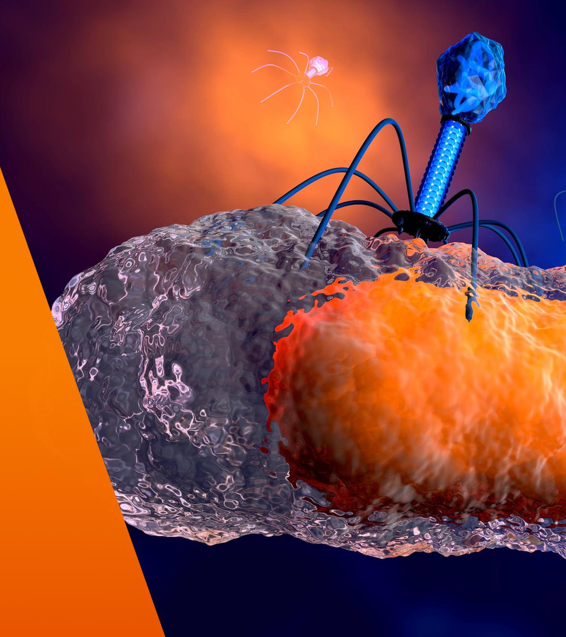 Bakteriophagen zerstören Bakterium