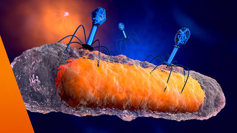 Bakteriophagen zerstören Bakterium