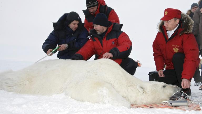 Der russsische Präsident Wladimir Putin kniet mit drei weitern Männern neben einem betäubten Eisbär.