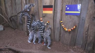 Lemuren-Orakel sagt Deutschland-Sieg voraus