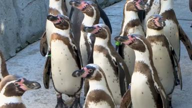 Das Pinguin_ WM-Orakel zum kommenden Deutschlandspiel.