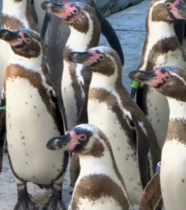 Das Pinguin_ WM-Orakel zum kommenden Deutschlandspiel.