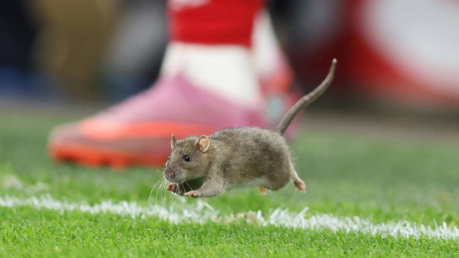 WM Qualifikation: Wales gegen Belgien. Eine Ratte läuft auf das Spielfeld