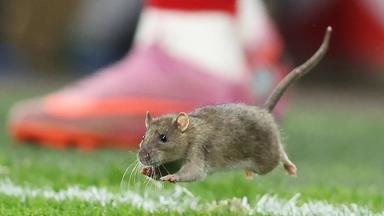 Ratte sorgt für Spielunterbrechung bei WM-Qualifikationspiel