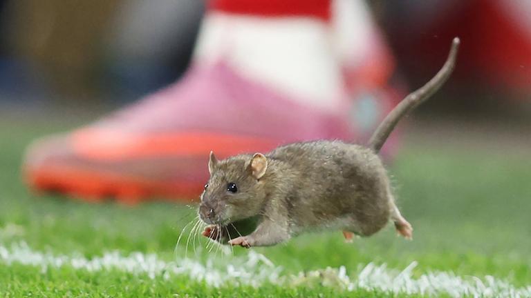 WM Qualifikation: Wales gegen Belgien. Eine Ratte läuft auf das Spielfeld