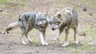 Archiv: Wölfe laufen im Wildpark Schorfheide durchs Gehege.