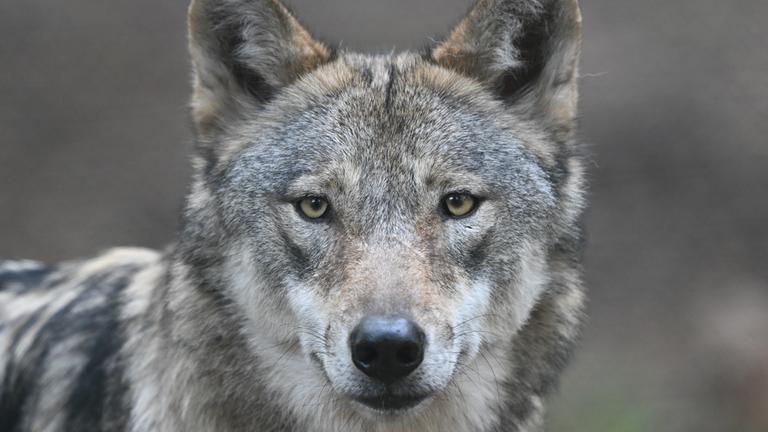 Wolf guckt direkt in die Kamera - Symbolbild