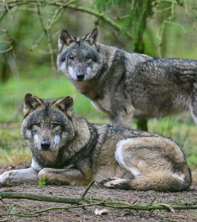 Zwei Wölfe im Wald blicken in Richtung Kamera, einer stehend, der andere liegend.