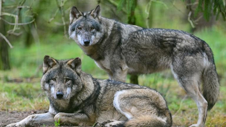 Zwei Wölfe im Wald blicken in Richtung Kamera, einer stehend, der andere liegend.