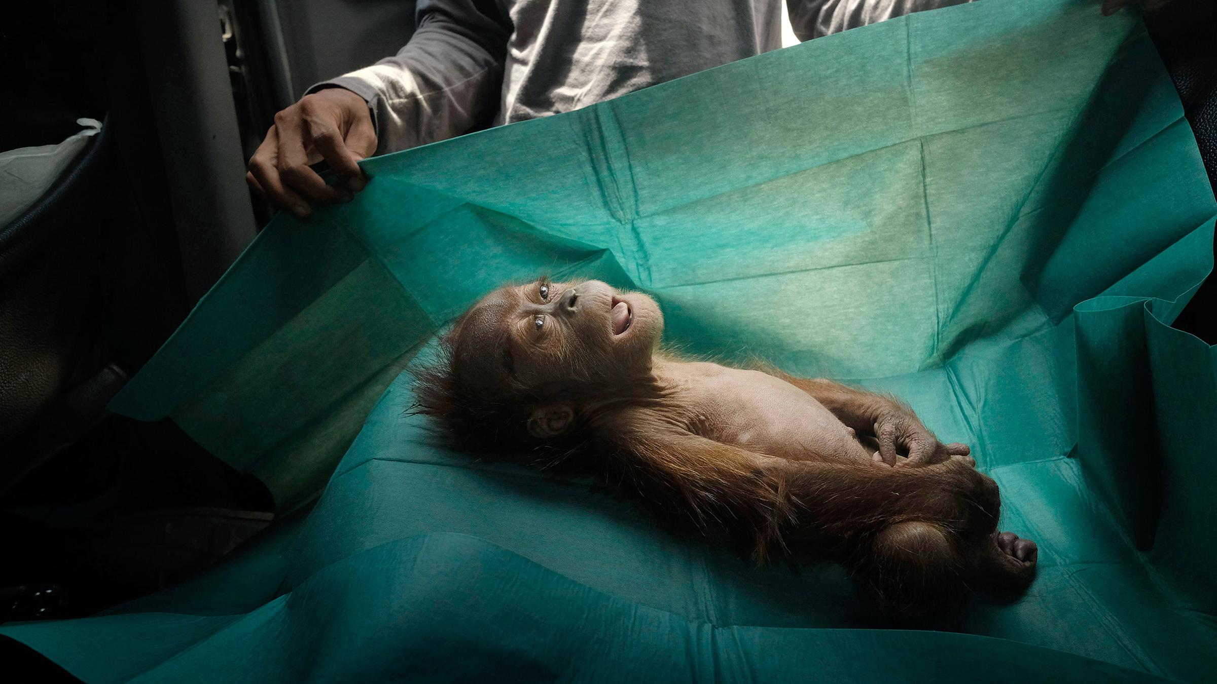 Indonesien, Subulussalam: Der Körper eines einmonatigen Orang-Utans liegt auf dem Operationstuch eines Rettungsteams auf Sumatra.