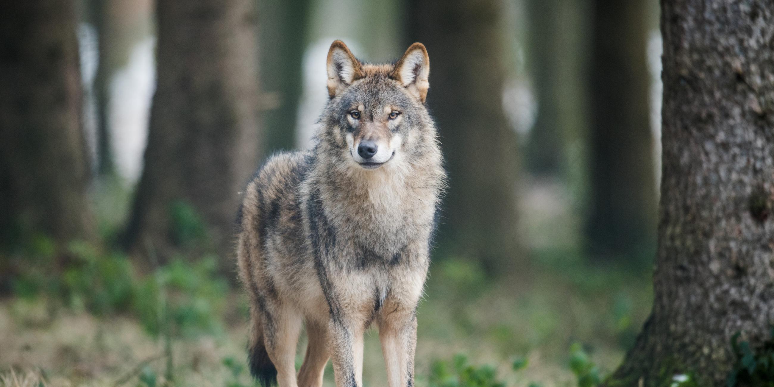 Wolf im deutschen Wald