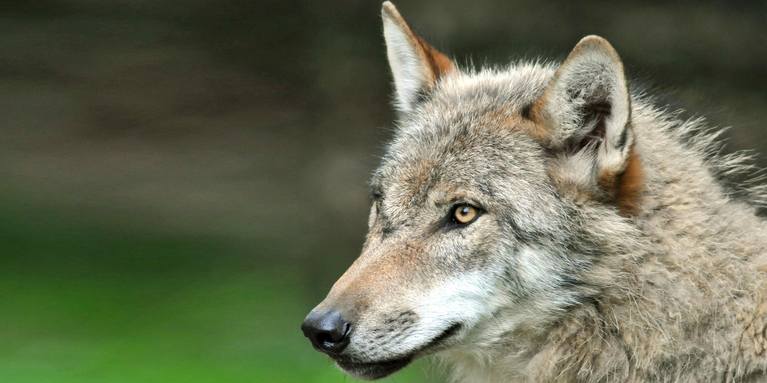Ein Wolf auf einer grünen Wiese.