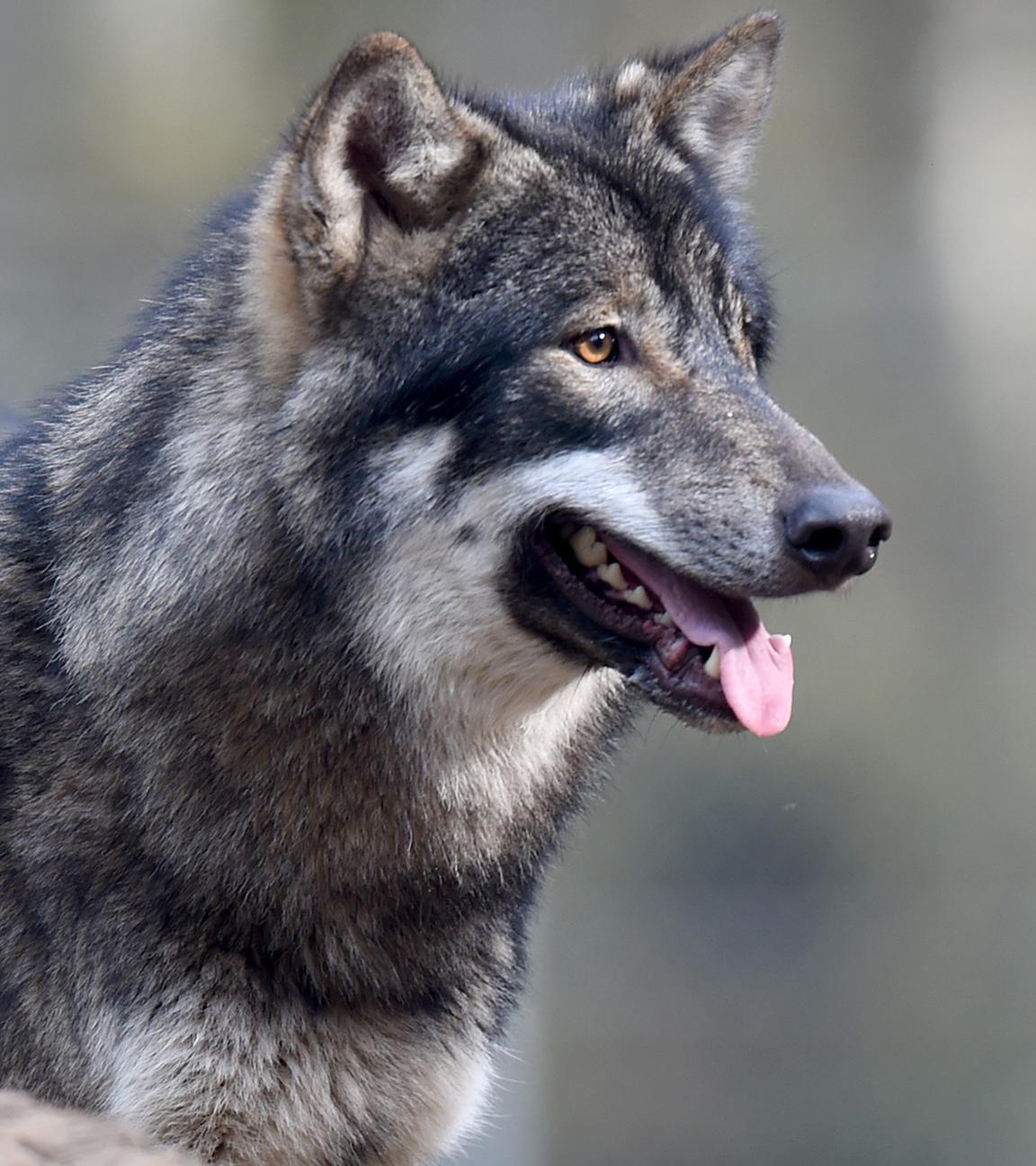 Zwei Wölfe stehen im Wildpark Eekholt im Gehege