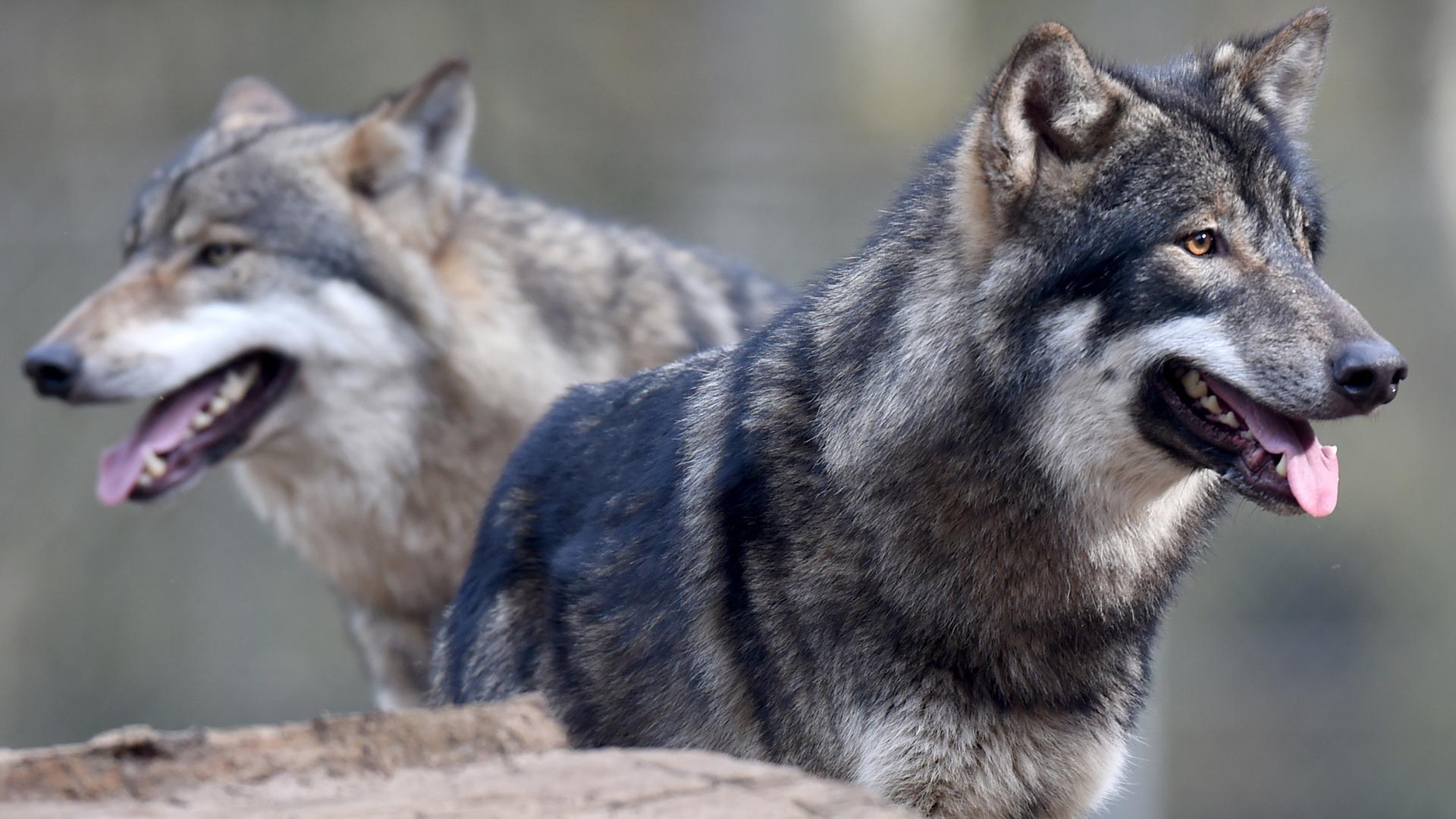 Zwei Wölfe stehen im Wildpark Eekholt im Gehege.