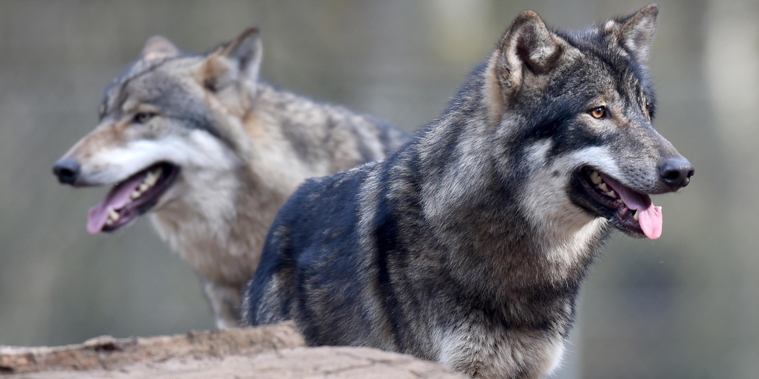 Zwei Wölfe stehen im Wildpark Eekholt im Gehege