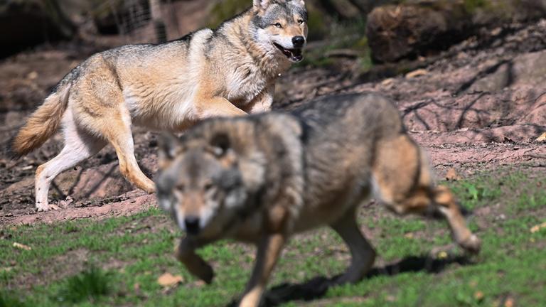 Zwei Europäische Wölfe (Canis lupus lupus), aufgenommen in einem Gehege im Wildparadies Tripsdrill. 