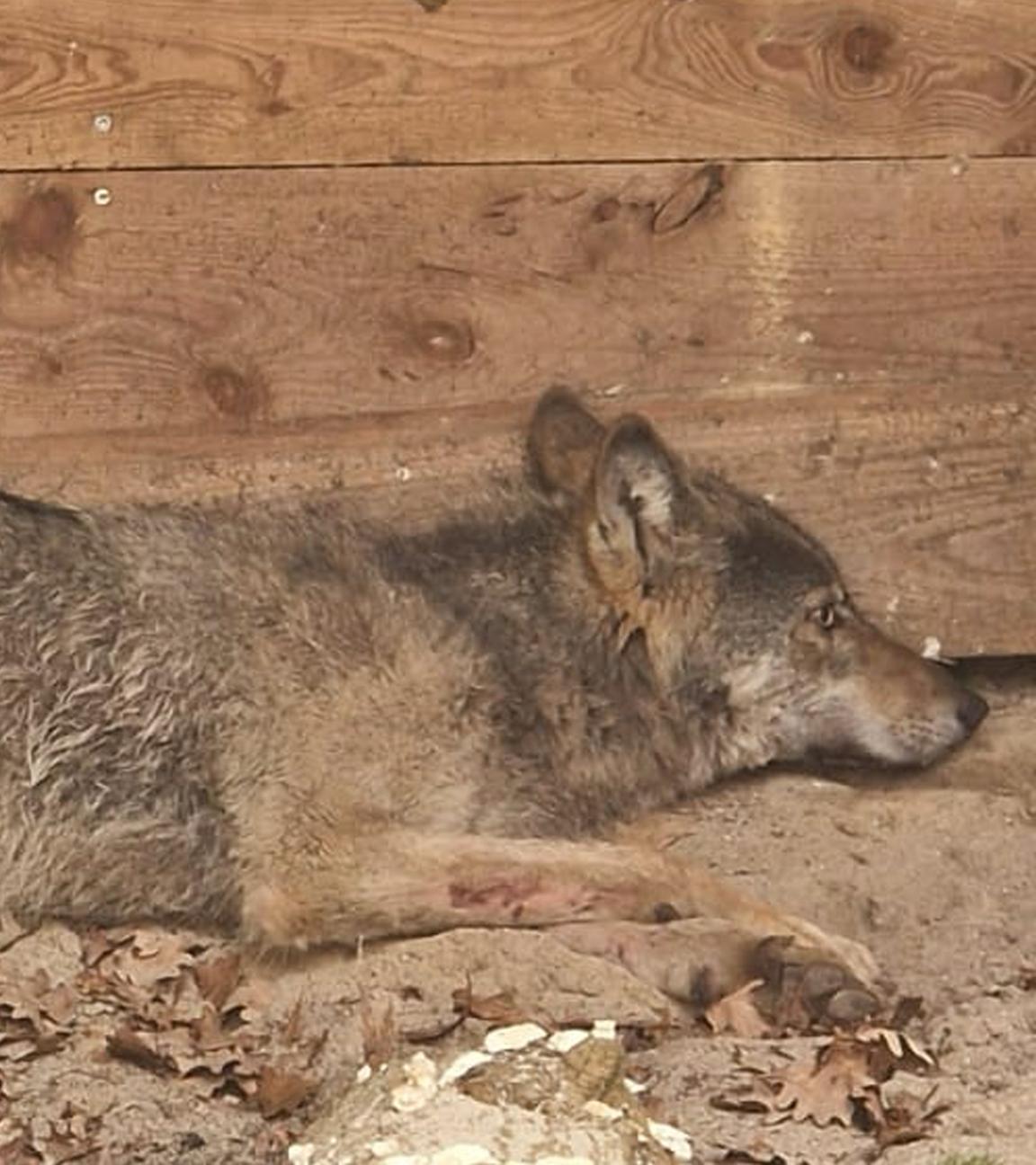  Der Wolf, der eine Frau in Hamburg verletzt hat, liegt in eine Wildtierauffangstation bei Sachsenhagen. 