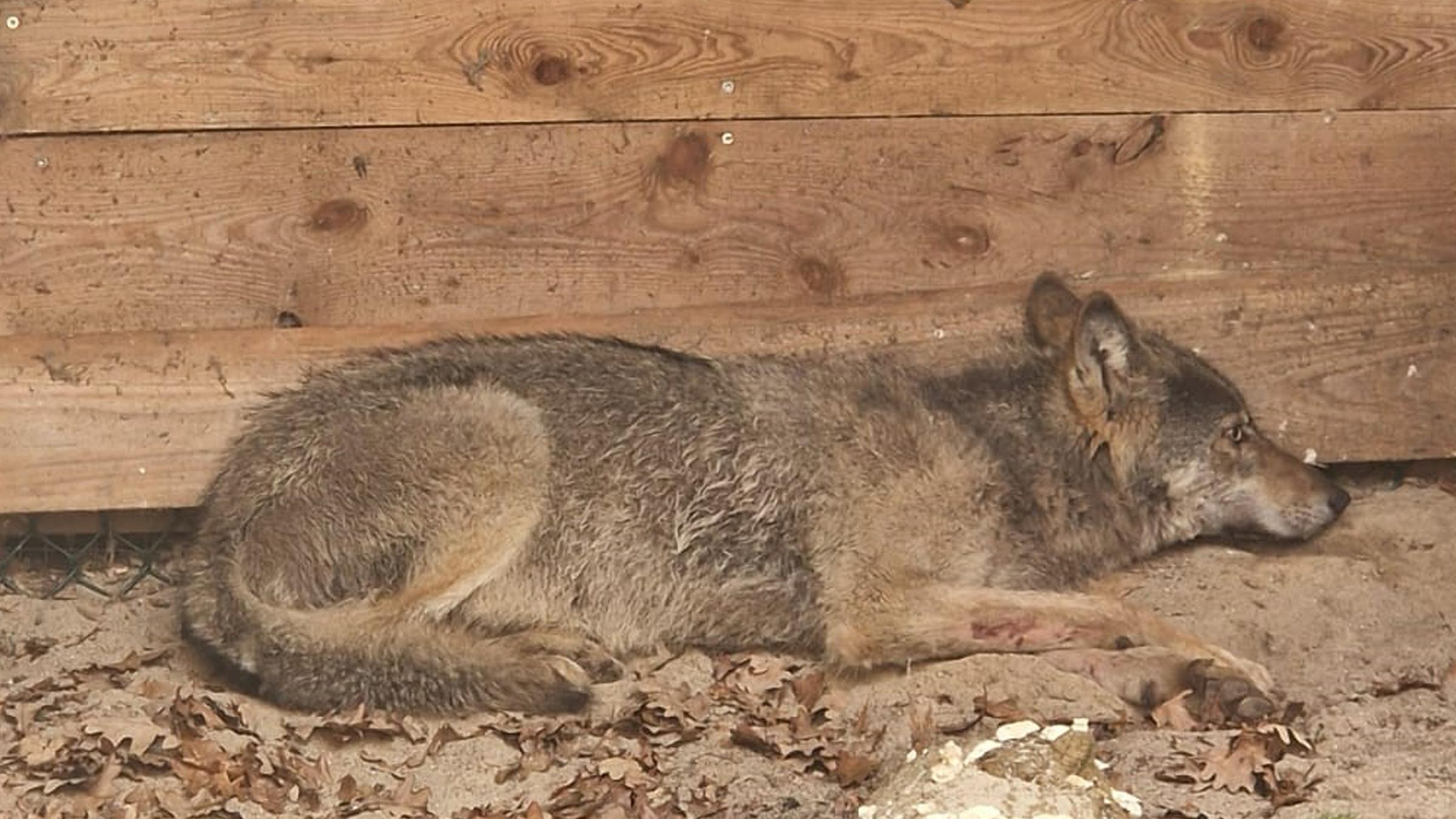  Der Wolf, der eine Frau in Hamburg verletzt hat, liegt in eine Wildtierauffangstation bei Sachsenhagen. 