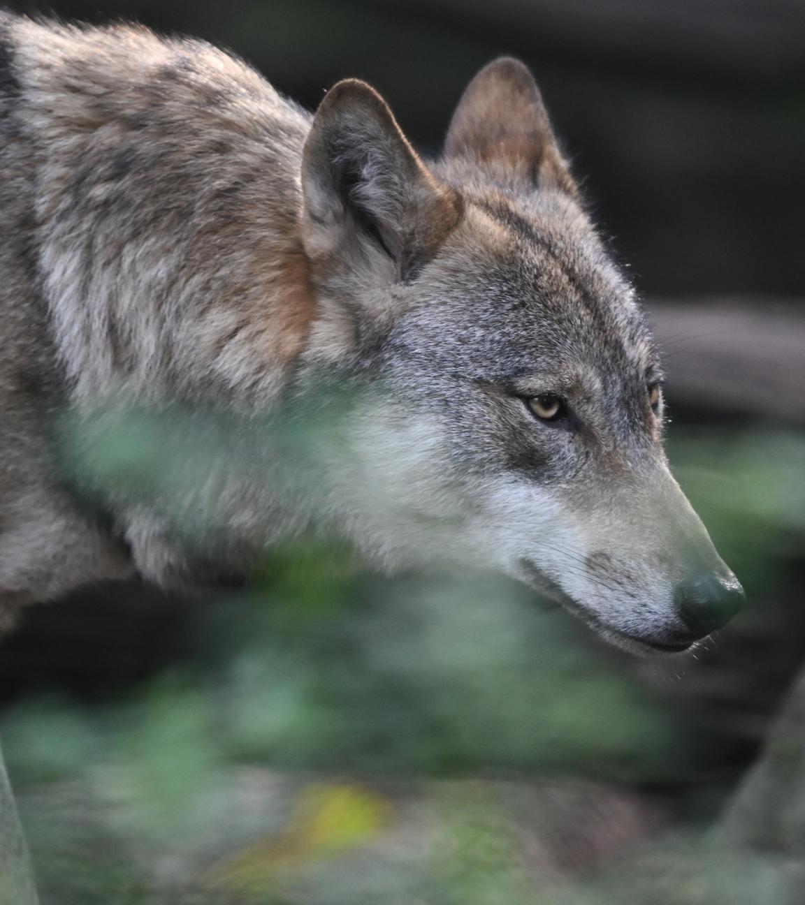 Ein Europäischer Wolf (Canis lupus lupus) streift im Wildpark Alte Fasanerie durch das Wolfsgehege.