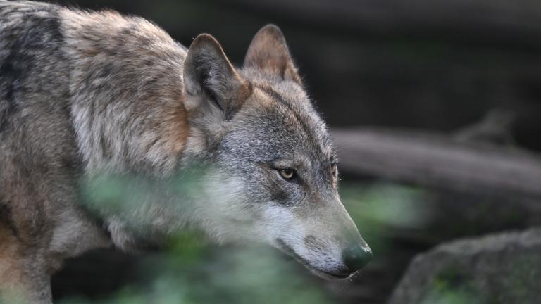 Ein Europäischer Wolf (Canis lupus lupus) streift im Wildpark Alte Fasanerie durch das Wolfsgehege.
