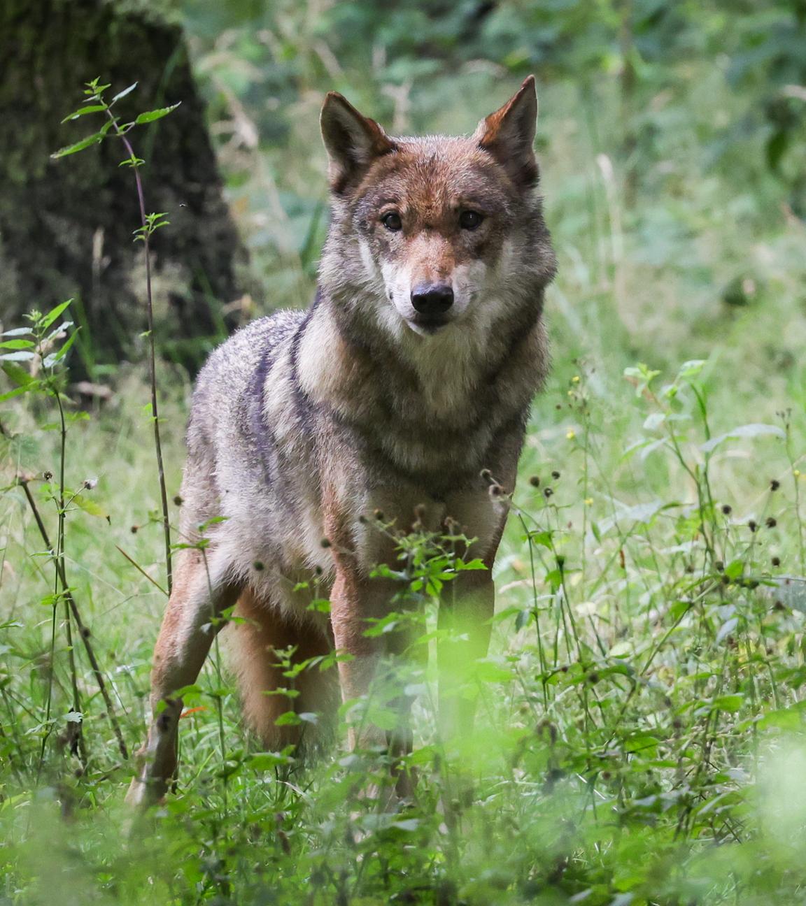 Wolf in einem Tierpark (Symbolbild)