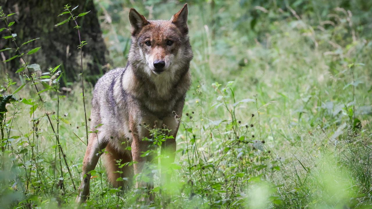 Frau wird in Hamburg von Wolf gebissen
