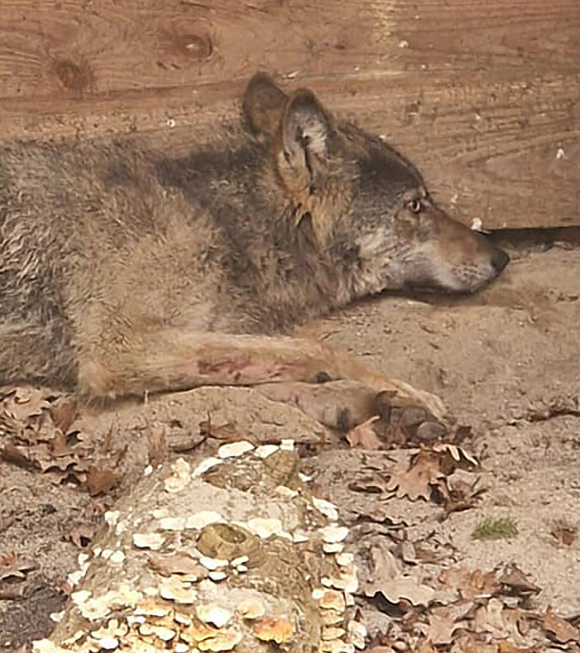  Der Wolf, der eine Frau in Hamburg verletzt hat, liegt in eine Wildtierauffangstation bei Sachsenhagen am 01.04.2026.