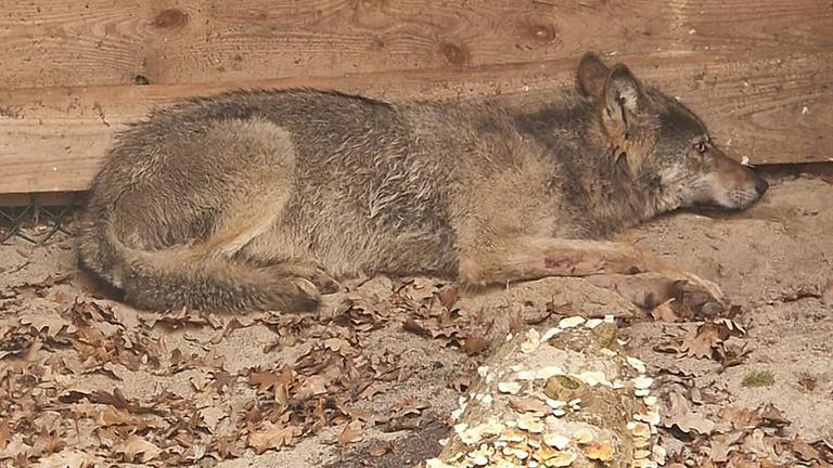  Der Wolf, der eine Frau in Hamburg verletzt hat, liegt in eine Wildtierauffangstation bei Sachsenhagen am 01.04.2026.