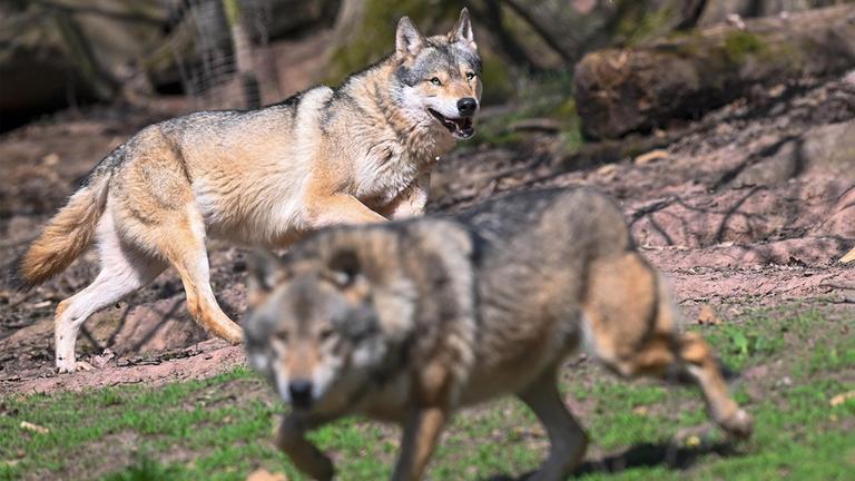 Zwei Wölfe