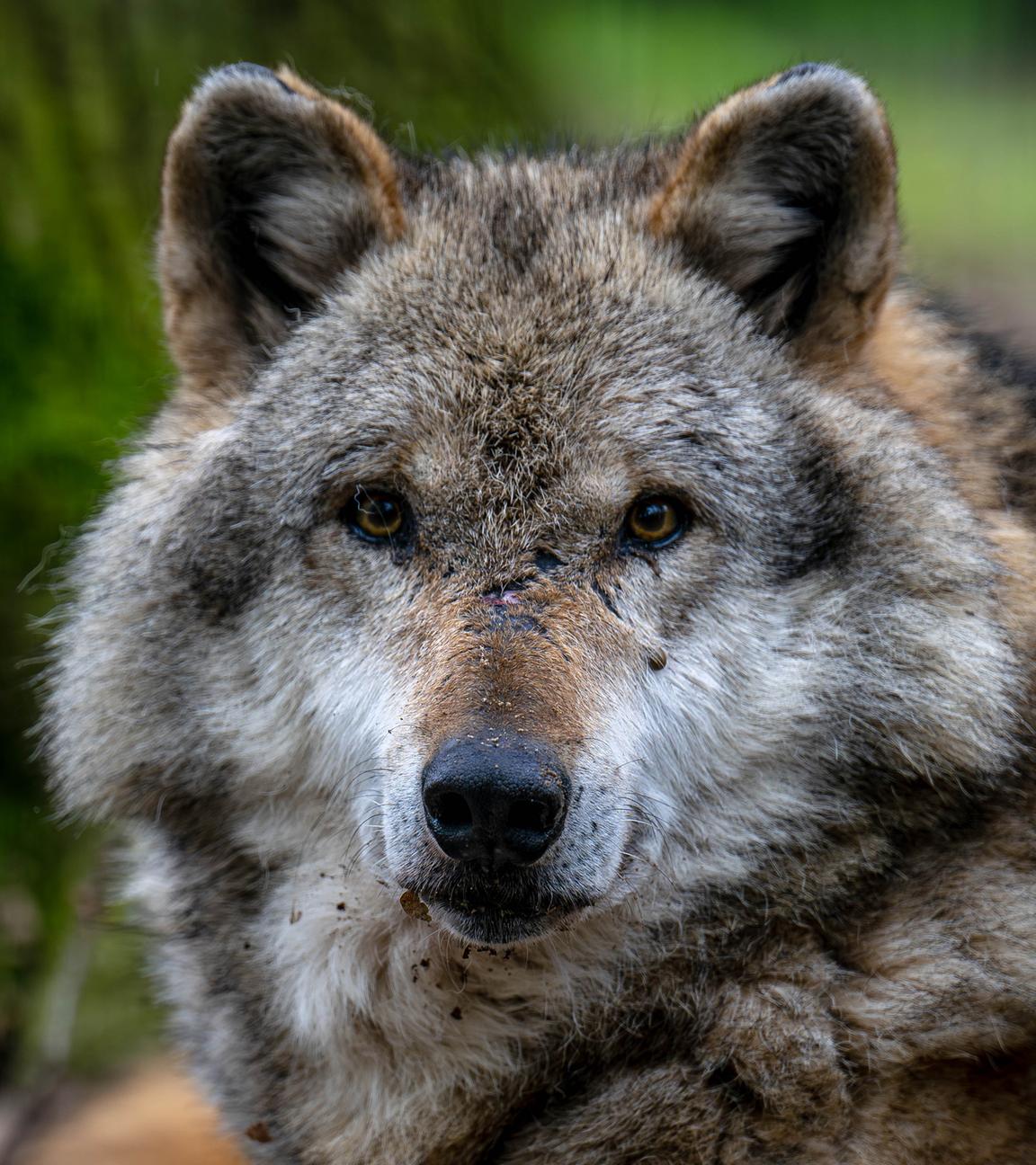 Europäischer Grauwolf blickt in die Kamera