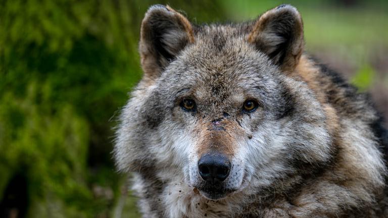Europäischer Grauwolf blickt in die Kamera