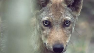 Wolfspolitik
