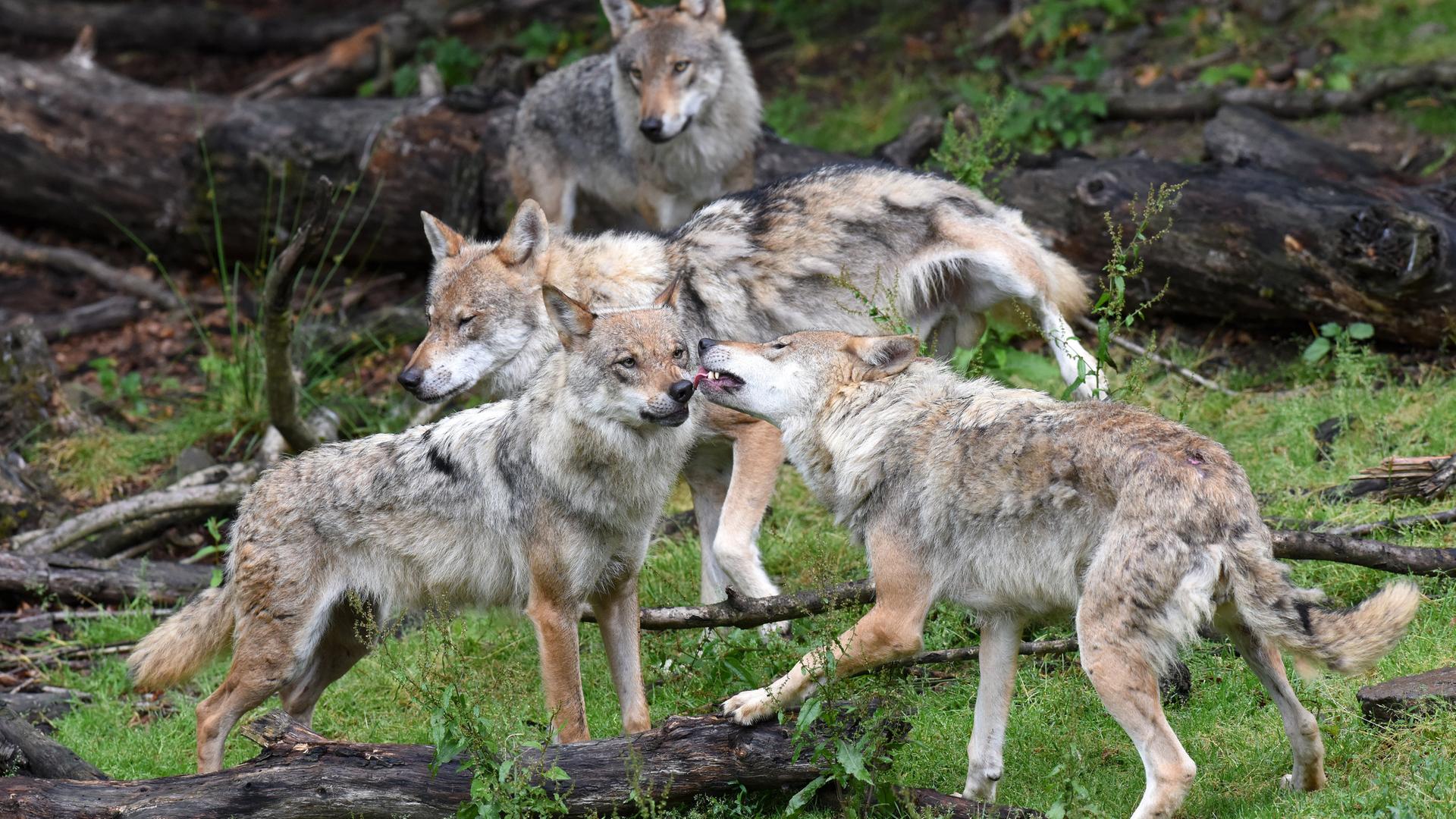 Ein Wolfsrudel im Wildpark Knüll bei Homberg/Efze (Hessen) 
