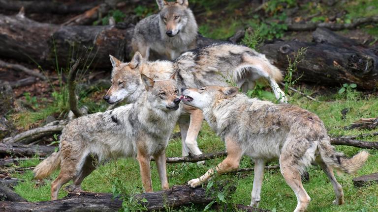 Ein Wolfsrudel im Wildpark Knüll bei Homberg/Efze (Hessen) 